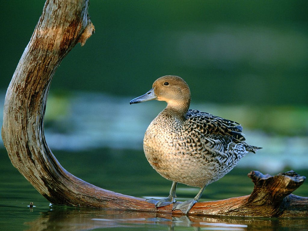Pintail Hen